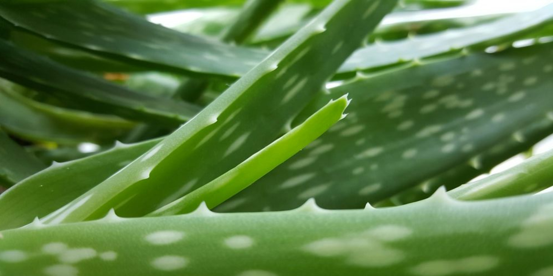 Natural Skincare Trends of 2024 So Far