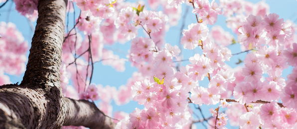 Natural, Botanical and Organic Skincare: What Are The Differences?